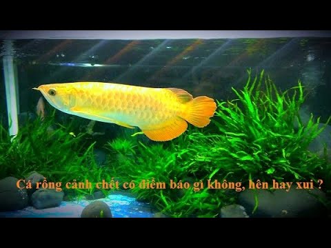 Nguyên nhân cá rồng không ăn?