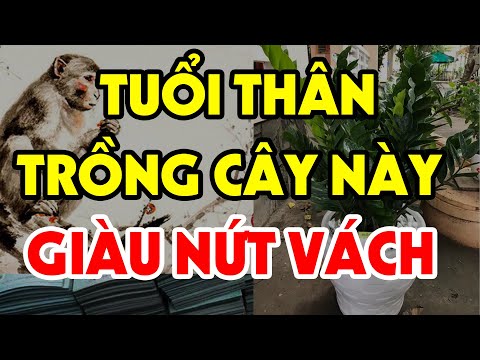 Nữ Nhâm Thân 1992 mệnh Kim không hợp với màu đen Nữ Nhâm Thân 1992 mệnh Kim không hợp với màu đen.