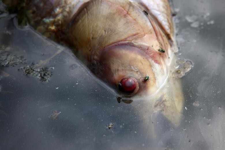 Một thảm họa sinh thái, hàng tấn cá với cái bụng của chúng đã bao phủ sông Oder ở khu vực biên giới Đức-Ba Lan
