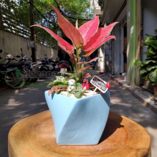 Cây hợp với người tuổi Tỵ sinh năm 1965 - 2025