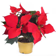 ky-thuat-in-hoa-trang-nguyen