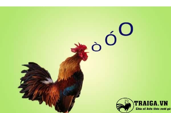 đại lý gà đêm quạ