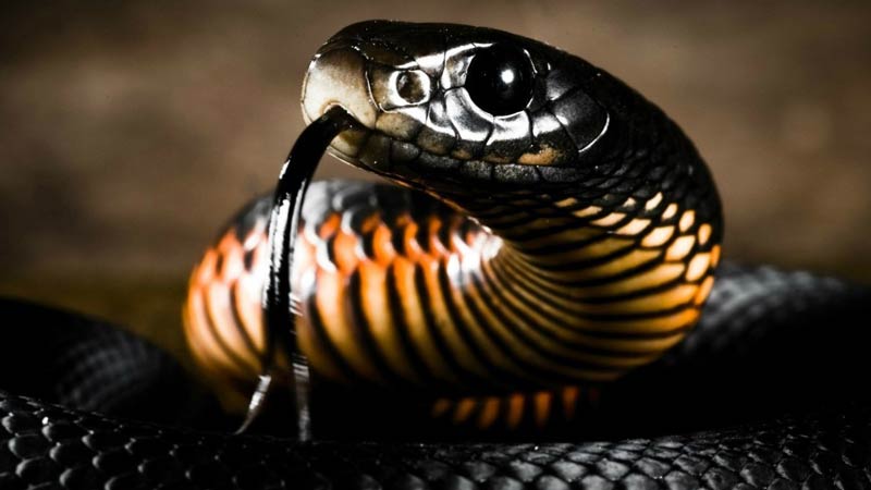 Tuổi Ất Tỵ sinh năm 1956 mệnh gì? cung gì?