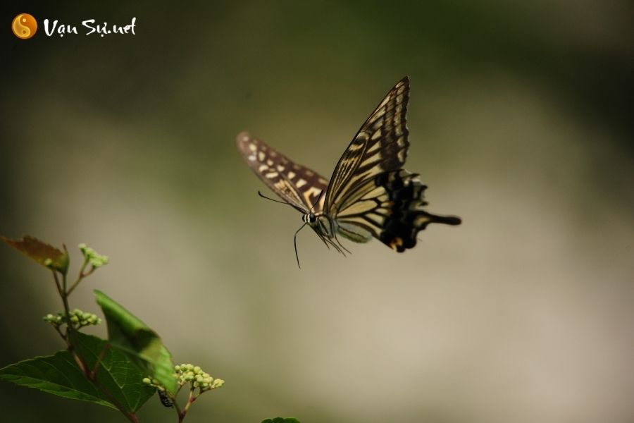 Mơ thấy bướm bay