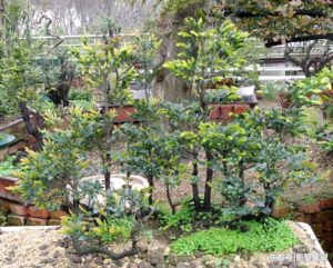 Cây trà xương đen