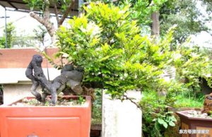 Ý nghĩa phong thủy của cây tùng đen