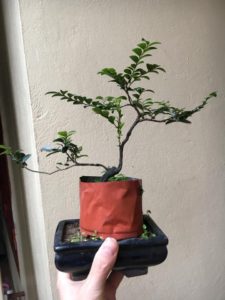 Cây thông đen như