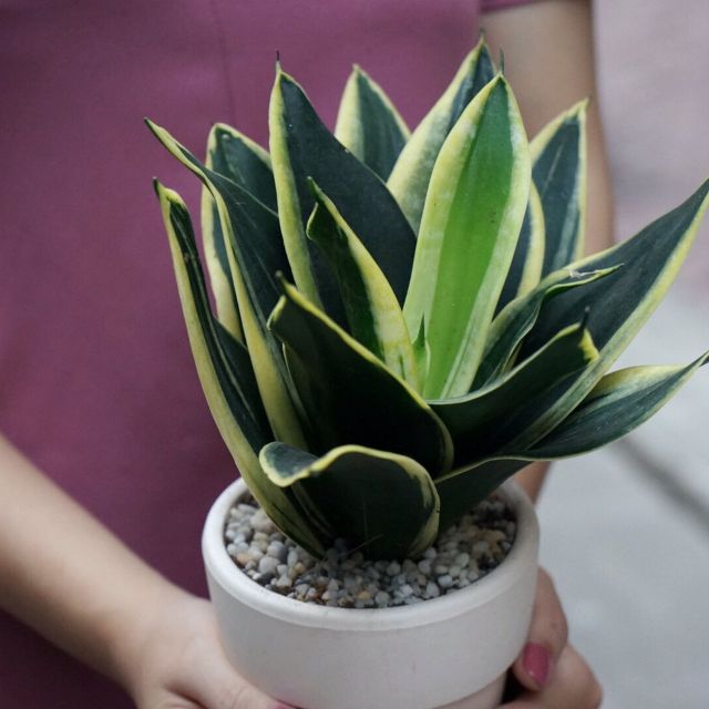 cach-cham-soc-de-cay-luoi-ho-ra-hoa