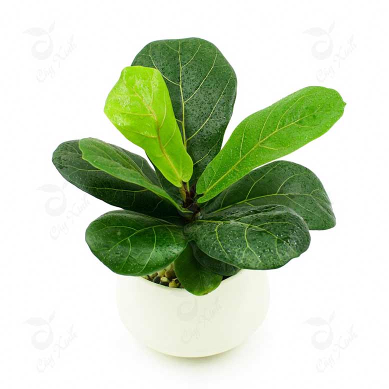 Loại cây nhỏ dùng để bàn rất thích hợp