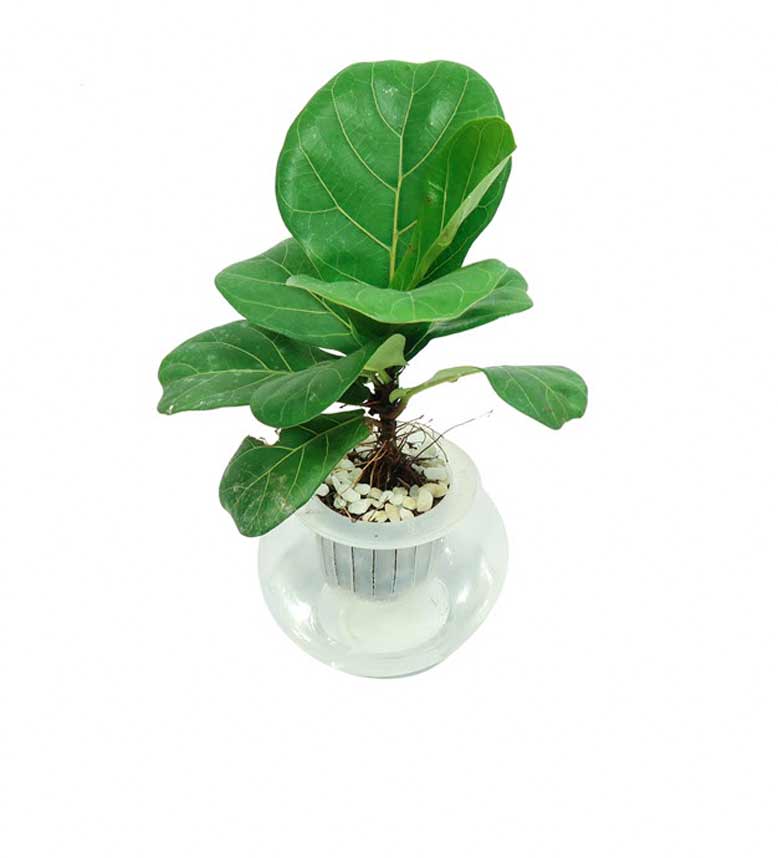 Singapore được trồng bán thủy sinh