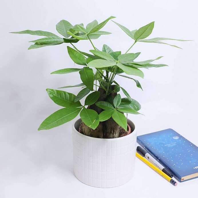 Cây kim ngân Cây kim ngân