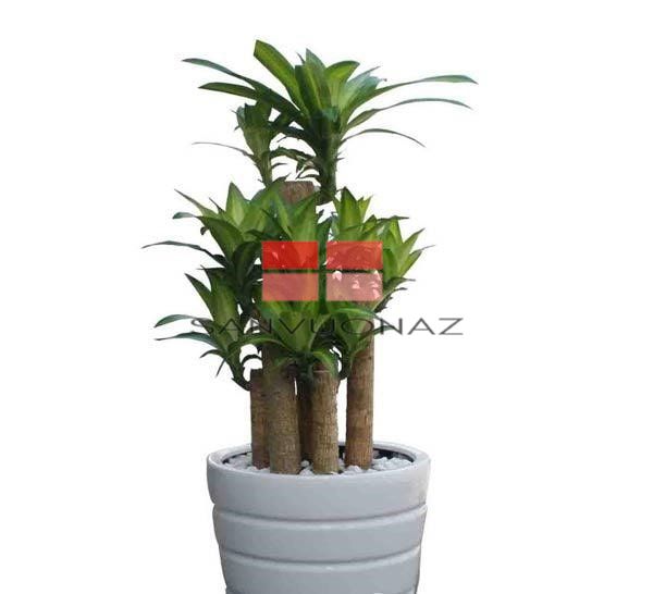 Cây Thanh Lan có dáng khỏe nên thường được trồng ở các văn phòng, công sở, hội nghị.