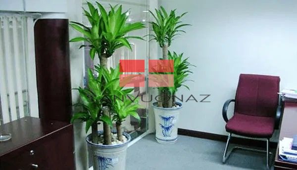 Cây Thanh Lan hợp với người mệnh hỏa