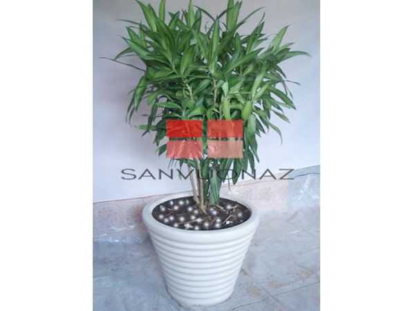 Cây Thanh Lan mang đến sự thịnh vượng, may mắn và tiền tài cho gia chủ