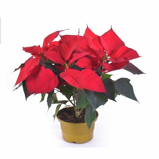 trạng nguyên xinh đẹp