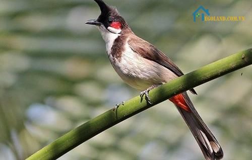 Chim chào mào bay vào nhà có ý nghĩa gì? Tốt hay xấu? 5 Chim chào mào mang lại may mắn