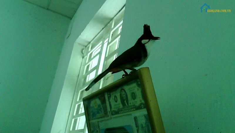Chim chào mào bay vào nhà có ý nghĩa gì? Tốt hay xấu? 7 Chim chào mào bay vào nhà