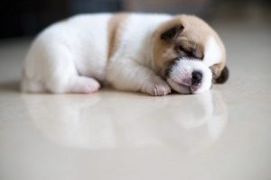 Chó bị đâm chết nghĩa là gì?