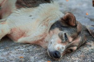 Một con chó chết có nghĩa là gì?