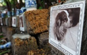 Những con chó chết được chôn cất như thế nào?