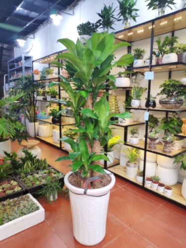 Đặt tuổi mộc lan