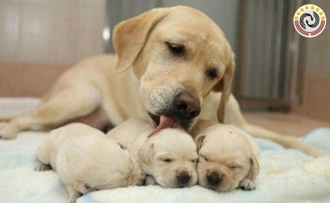 Chó đến nhà đẻ