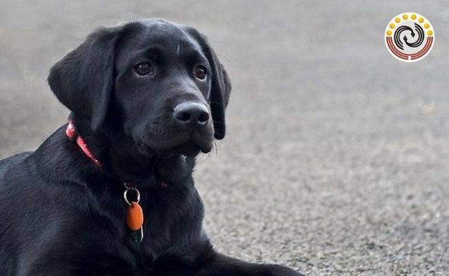 Con chó chạy vào nhà có bộ lông đen