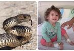 Bé gái 2 tuổi sửng sốt bình tĩnh giết con rắn vừa cắn mình
