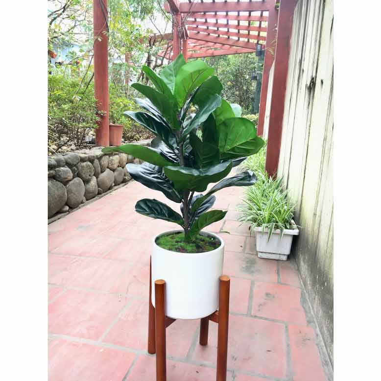 Cây bàng singapore có dáng thẳng, lá to