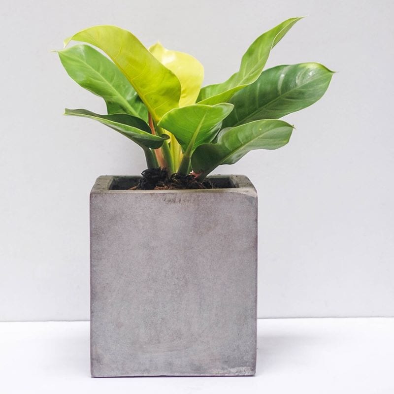 De Vuong Vang 21 800x800