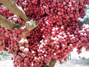 Cây dâu tằm là gì?