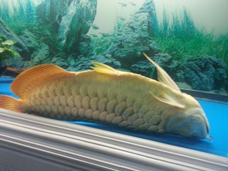 Nuôi cá rồng chết có sao không?