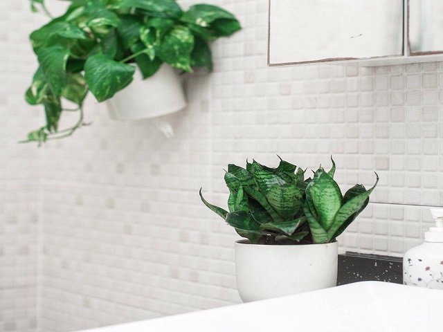 Tuổi Thân trồng cây gì để vừa đẹp, vừa thường xuyên rước vận khí vào nhà?