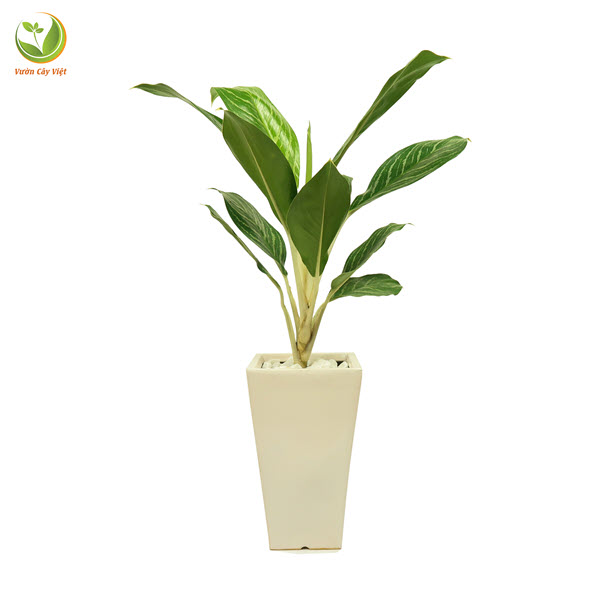 Ý nghĩa của cây Bạch mã tử và những điều ít người biết y-nga-cua-cay-bach-ma-hoang-tu-va-nhung-dieu-it-nguoi-biet-1.jpg