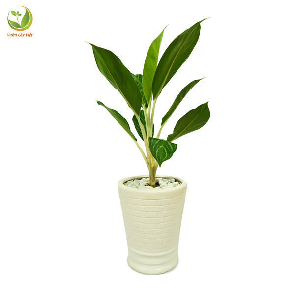 Ý nghĩa của cây Bạch mã tử và những điều ít người biết y-nga-cua-cay-bach-ma-hoang-tu-va-nhung-dieu-it-nguoi-biet-2.jpg