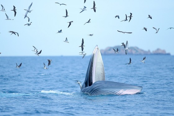 Nghiên cứu và bảo vệ cá voi kiếm ăn 20 ngày ven biển Đề Gi Ảnh 3