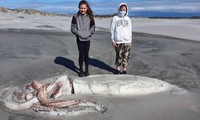 Xác mực khổng lồ dạt vào bờ biển ở New Zealand