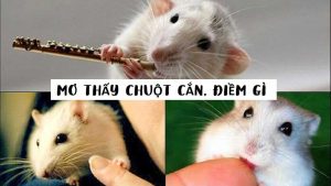 Bị chuột cắn là điềm tốt hay xấu?