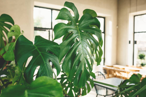 5 loại cây cảnh để bàn phòng khách giảm bụi, cản tiếng ồn, tăng độ ẩm, bạn càng sống khỏe - Ảnh 13.