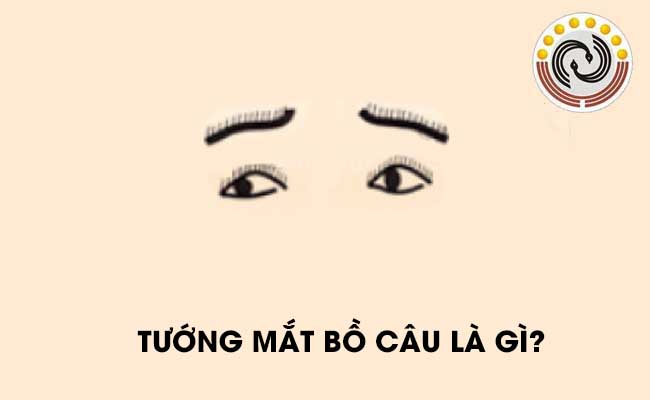 Hình dạng mắt của chim bồ câu là gì? Mắt bồ câu có nghĩa là gì?
