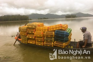 Nghệ An: Nhiều người thiệt hại hàng trăm triệu đồng do mưa lũ